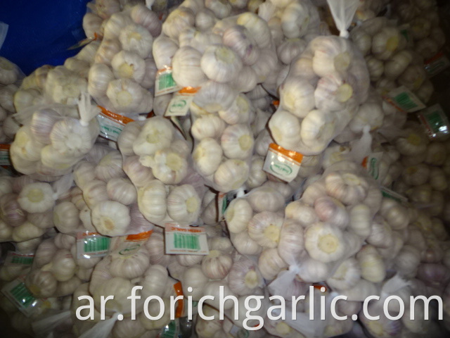 Normal Fresh Garlic Size 5 0